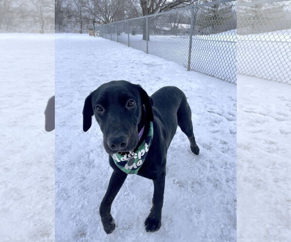 Medium Photo #2 Labrador Retriever-Unknown Mix Puppy For Sale in St. Louis Park, MN, USA
