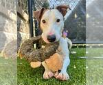 Small #1 Bull Terrier-Jack Russell Terrier Mix