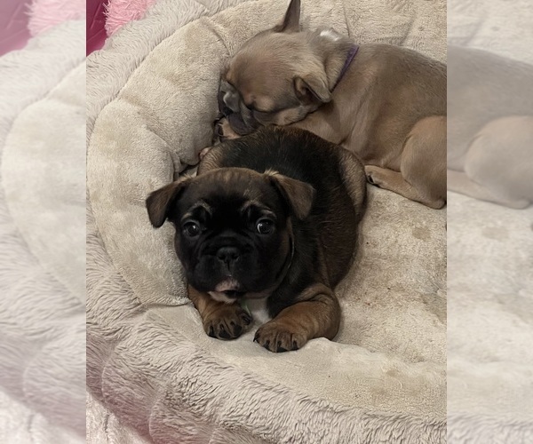 Medium Photo #7 French Bulldog Puppy For Sale in WEAVERVILLE, NC, USA