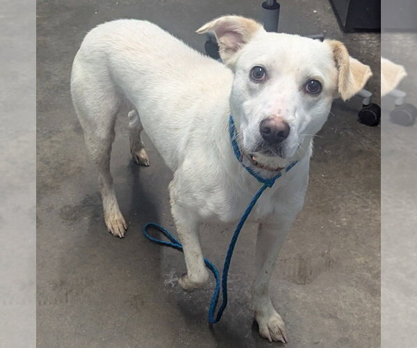 Medium Photo #4 Mutt Puppy For Sale in Evansville, IN, USA