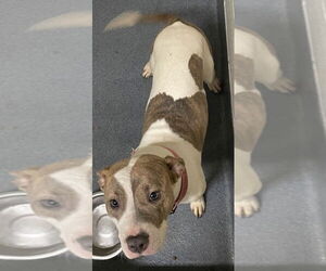 American Pit Bull Terrier Dogs for adoption in Glen Allen, VA, USA