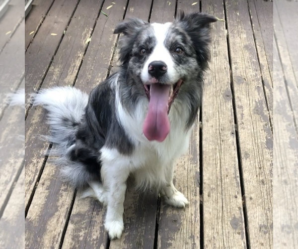 Medium Photo #1 Border Collie-Golden Retriever Mix Puppy For Sale in OVERLAND PARK, KS, USA