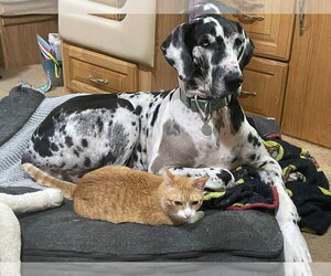 Paisley - Female Great Dane Dog for Adoption - Photo #3