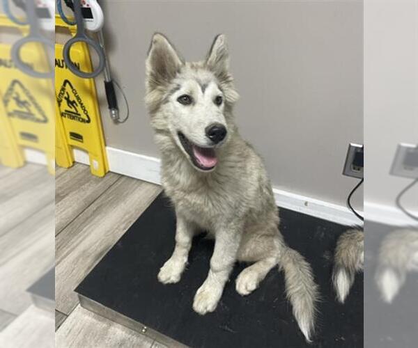 Medium Photo #1 Siberian Husky Puppy For Sale in Redlands, CA, USA