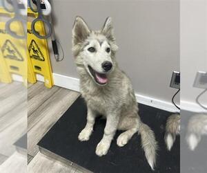 Siberian Husky Dogs for adoption in Redlands, CA, USA