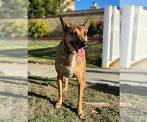Athena - Female Australian Kelpie-Australian Shepherd Mix Dog for Adoption - Photo #4