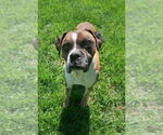 Small #2 Boxer