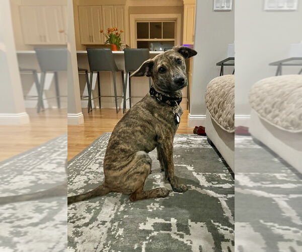 Medium Photo #14 Mutt Puppy For Sale in Brewster, NY, USA