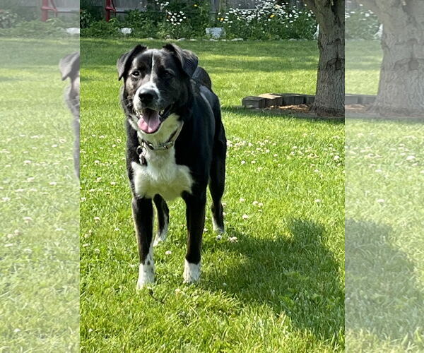 Medium Photo #8 Border Collie-Unknown Mix Puppy For Sale in Highland, IL, USA