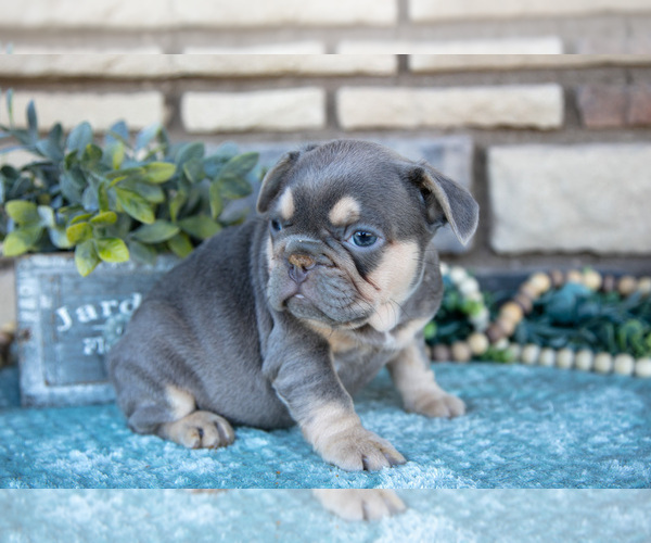 Medium Photo #24 French Bulldog Puppy For Sale in SUGARCREEK, OH, USA