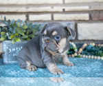 Small Photo #24 French Bulldog Puppy For Sale in SUGARCREEK, OH, USA
