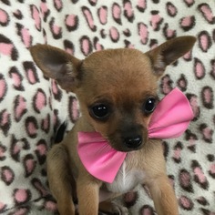 Chihuahua Puppy for sale in HONEY BROOK, PA, USA