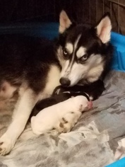 Mother of the Siberian Husky puppies born on 10/23/2017