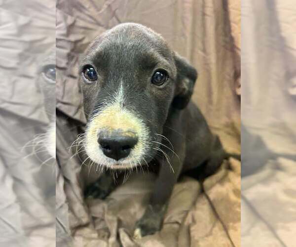 Medium Photo #2 Australian Shepherd-Boxer Mix Puppy For Sale in Aurora, IN, USA