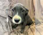 Small Photo #2 Australian Shepherd-Boxer Mix Puppy For Sale in Aurora, IN, USA