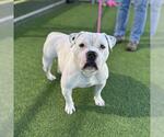 Small #1 Bulldog Mix