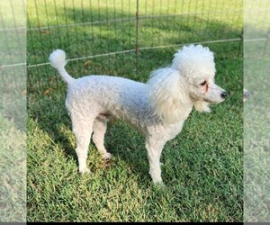 Poodle (Toy) Puppy for sale in MOCKSVILLE, NC, USA