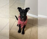 Small Photo #1 American Pit Bull Terrier-Miniature Pinscher Mix Puppy For Sale in Fort Worth, TX, USA