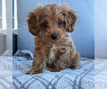 Puppy Tracy Goldendoodle