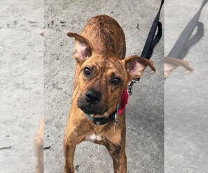 Avia - Female American Staffordshire Terrier-Boxer Mix Dog for Adoption - Photo #11