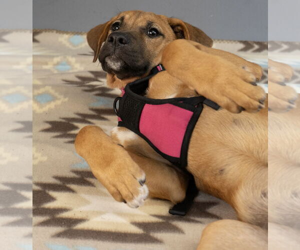 Medium Photo #6 American Staffordshire Terrier-Boxer Mix Puppy For Sale in Princeton, MN, USA
