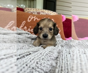 Bloodhound Puppy for sale in JASPER, GA, USA