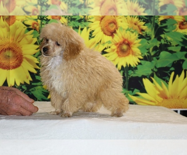 Medium Photo #4 Poodle (Toy) Puppy For Sale in DYERSBURG, TN, USA