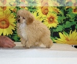 Pretzel - Male Poodle (Toy) Puppy for Sale - Photo #4