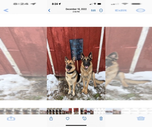 Medium Photo #1 German Shepherd Dog Puppy For Sale in JEFFERSON, WI, USA