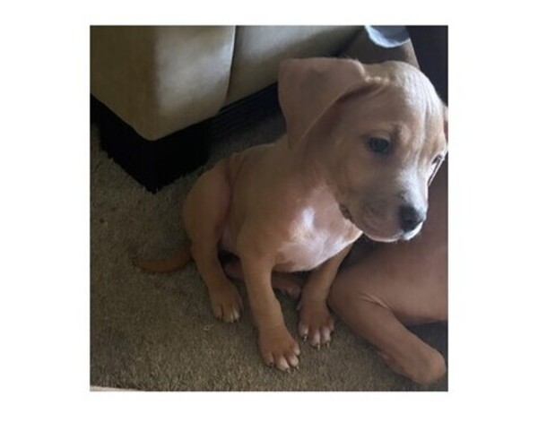 Medium Photo #2 American Pit Bull Terrier Puppy For Sale in GVILLE, SC, USA