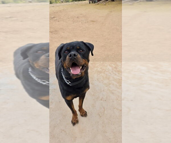 Medium Photo #2 Rottweiler Puppy For Sale in Gilbert, AZ, USA