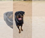 Small #1 Rottweiler