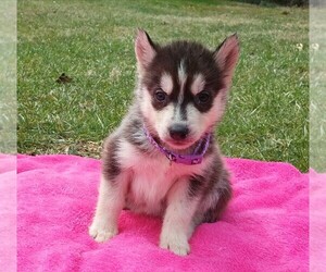 Siberian Husky Puppy for sale in COSHOCTON, OH, USA