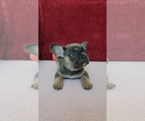 French Bulldog Puppy for sale in PROSPER, TX, USA