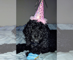 Small Photo #1 Poodle (Standard) Puppy For Sale in WIMAUMA, FL, USA