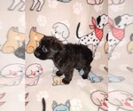 Small #6 Poodle (Toy)