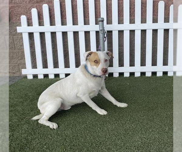Medium Photo #1 Texas Heeler Puppy For Sale in Modesto, CA, USA