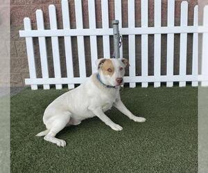 Texas Heeler Dogs for adoption in Modesto, CA, USA