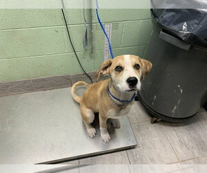 American Staffordshire Terrier-Unknown Mix Dogs for adoption in Grand Prairie, TX, USA