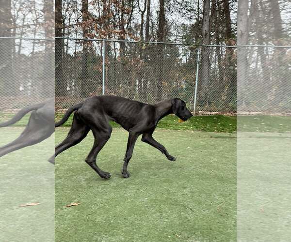 Medium Photo #2 Great Dane Puppy For Sale in Huntersville, NC, USA