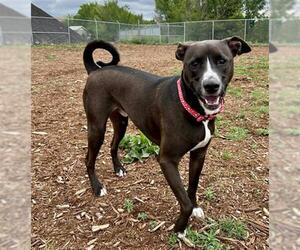 Labrador Retriever Dogs for adoption in Denver, CO, USA