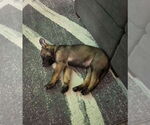 Small #2 German Shepherd Dog