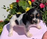 Small Photo #46 Cocker Spaniel Puppy For Sale in GOSHEN, IN, USA