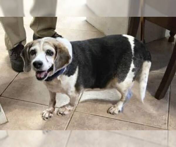 Medium Photo #4 Beagle Puppy For Sale in Tampa, FL, USA