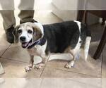 Small #3 Beagle