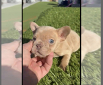 Small #10 French Bulldog