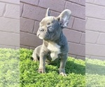 Small Photo #16 French Bulldog Puppy For Sale in SEATTLE, WA, USA