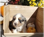 Small Photo #16 Australian Shepherd Puppy For Sale in RUSSELL, IA, USA