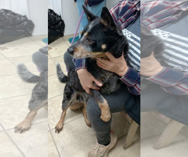 Medium Photo #2 Mutt Puppy For Sale in Frenchburg, KY, USA