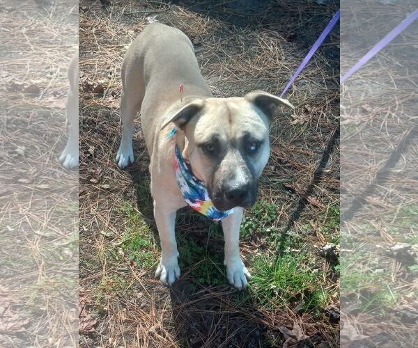 Medium Photo #18 Siberian Husky-Unknown Mix Puppy For Sale in Murfreesboro, NC, USA